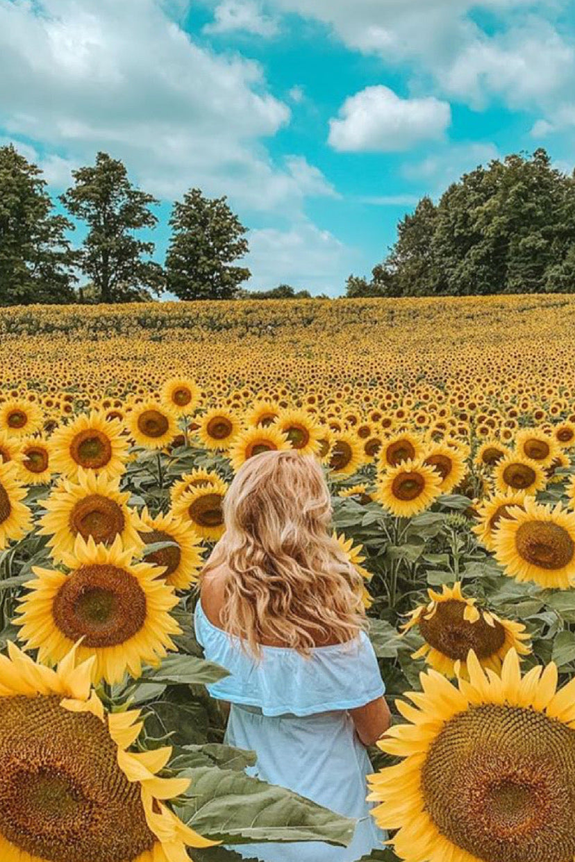 Sunflower Sunset Paint Party | Sunday, 10 Aug | 5:30β8:00 PM