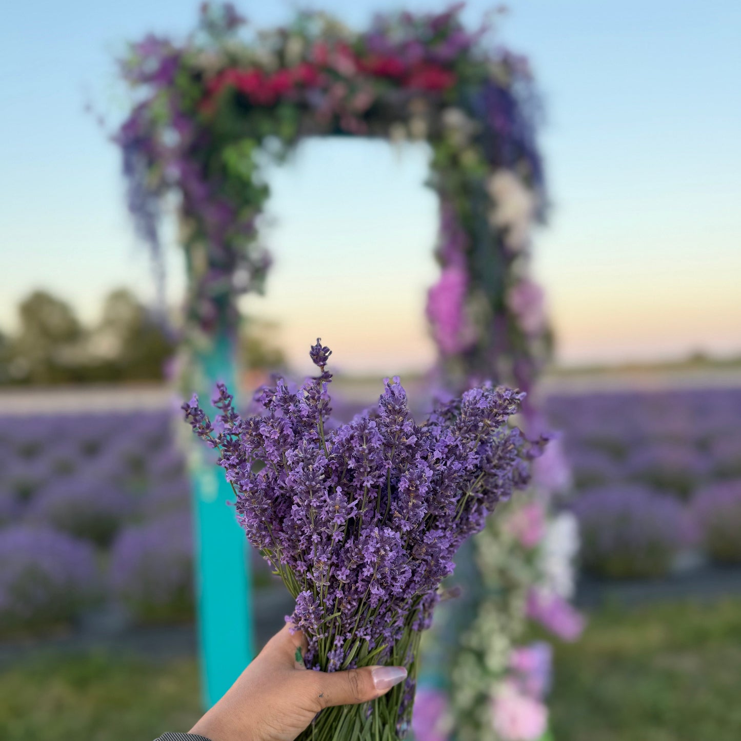 💜 Lavender Sunset Paint Party at Pingle’s Farm – July 20, Sunday |6:00 Pm to 8:30 Pm
