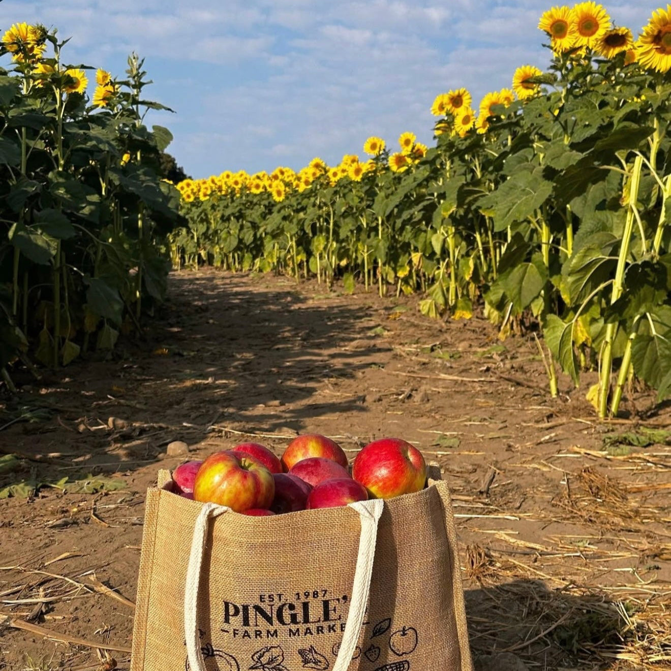 Sunflowers Sunset Paint Party at Pingle’s Farm, 30th August Saturday 5:00 Pm to 7:00 Pm