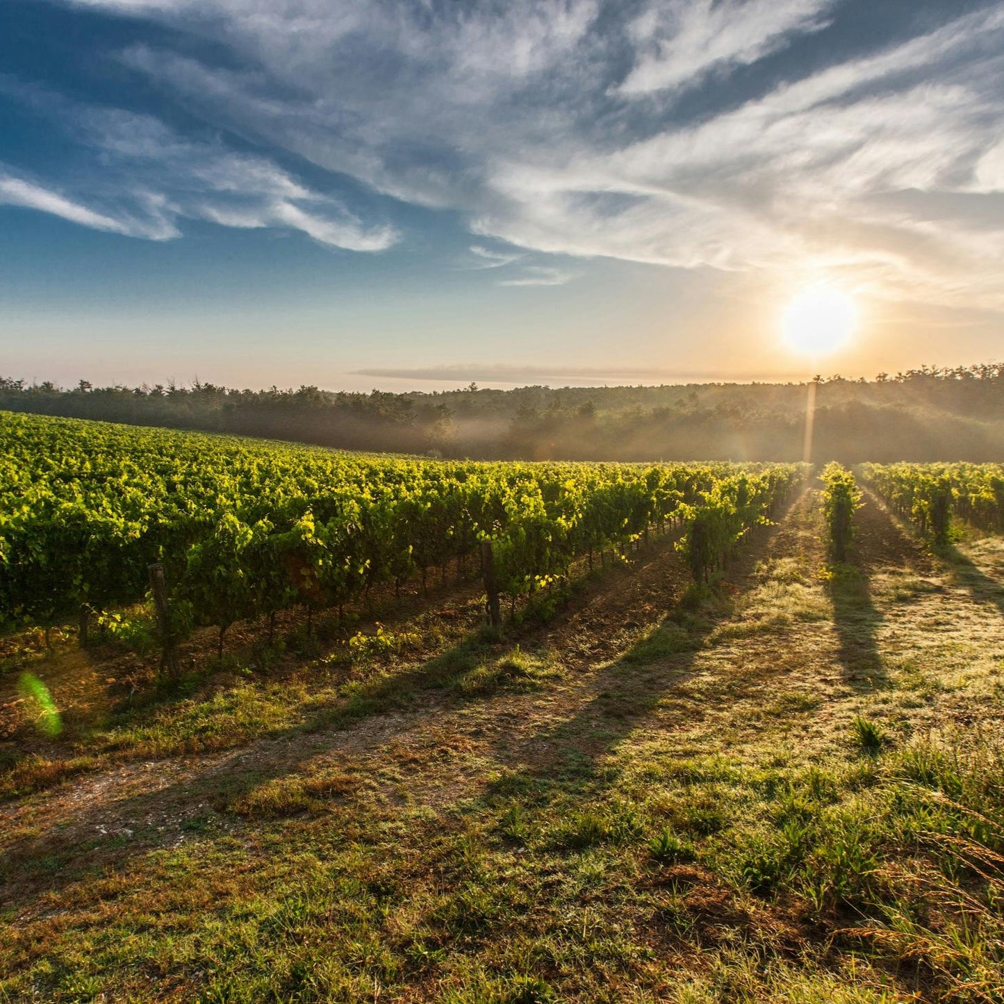 Niagara-on-the-Lake Paint and Sip Experience at Riverview Cellars Winery 12th July | 12:00 Pm to 3:00 Pm