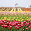 Golden Hour Tulip Field Paint & Sip Experience at JP Niagara Tulip Farm | Saturday May 2, 2026