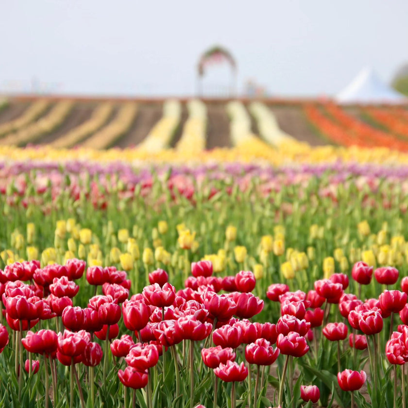 Golden Hour Tulip Field Paint & Sip Experience at JP Niagara Tulip Farm | Saturday May 2, 2026