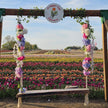 Golden Hour Tulip Field Paint & Sip Experience at JP Niagara Tulip Farm | Saturday May 2, 2026