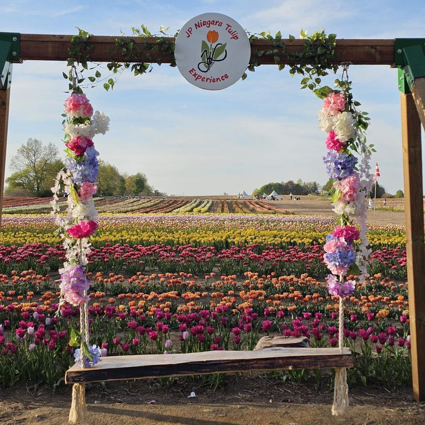 Golden Hour Tulip Field Paint & Sip Experience at JP Niagara Tulip Farm | Saturday May 2, 2026