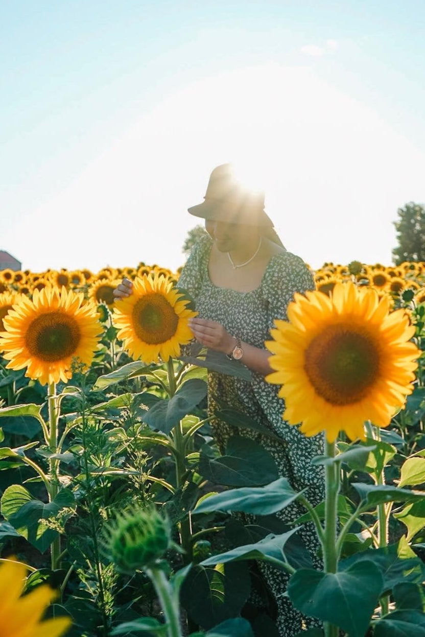 Sunset Sunflower Paint & Sip at Campbell's Cross Farm | 8th August, 5:30 Pm - 8:00 Pm