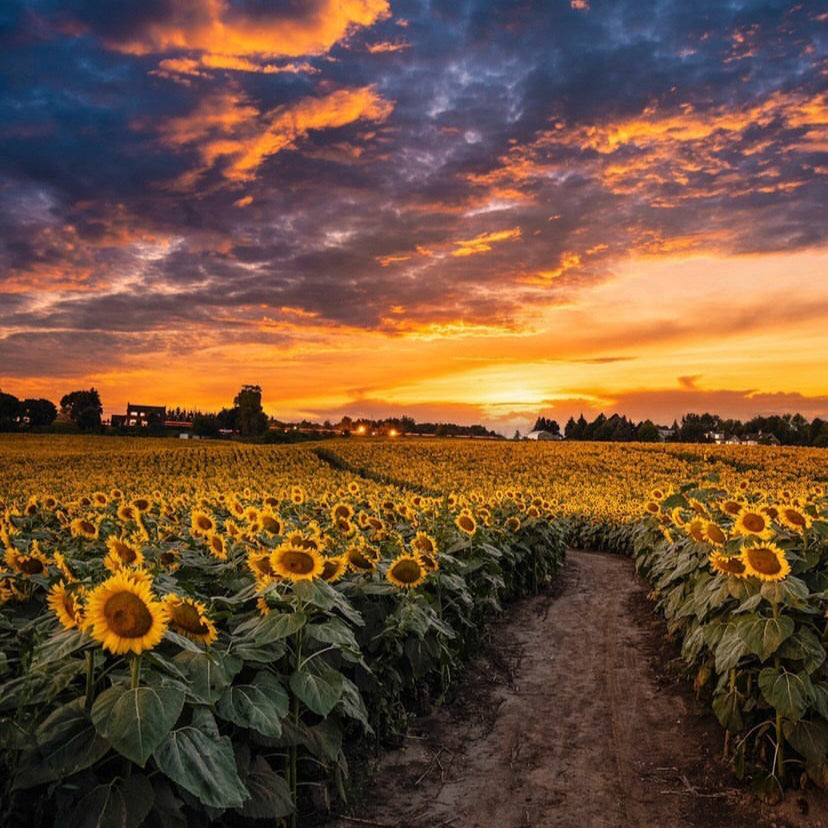 Sunset Sunflower Paint & Sip at Campbell's Cross Farm | 8th August, 5:30 Pm - 8:00 Pm