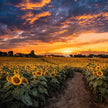 Sunset Sunflower Paint & Sip at Campbell's Cross Farm | 8th August, 5:30 Pm - 8:00 Pm
