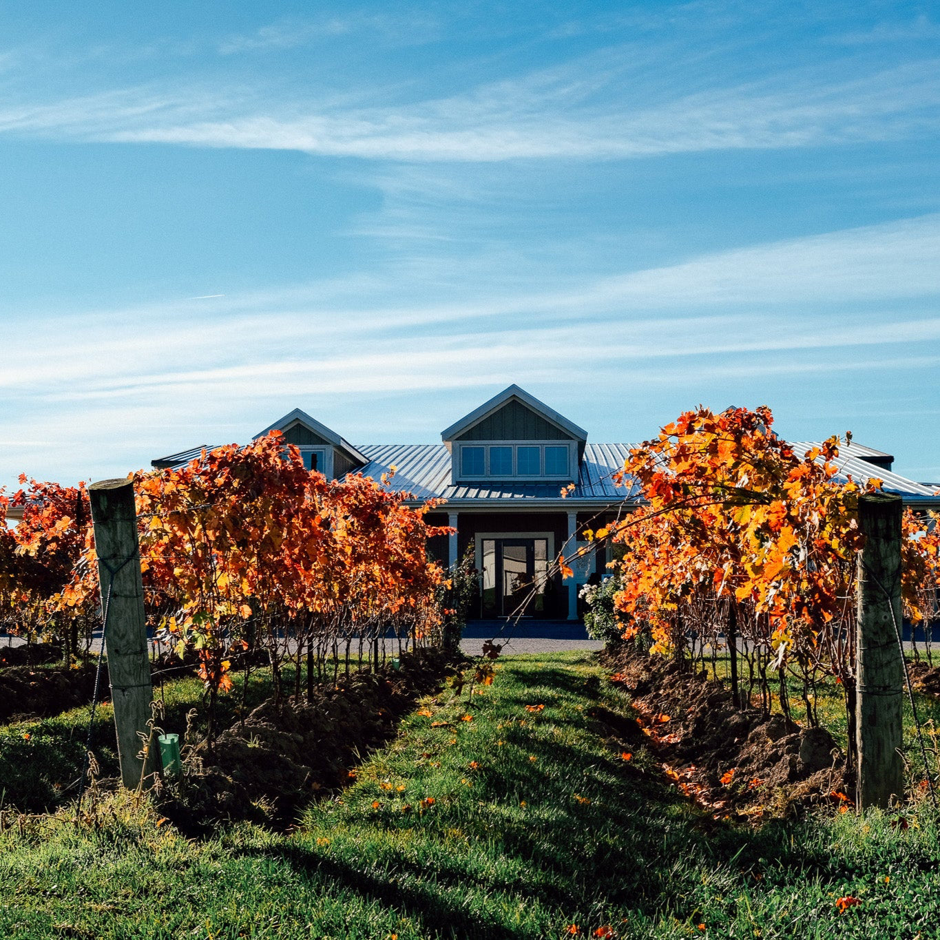 Sip & Paint at Bella Terra Vineyards