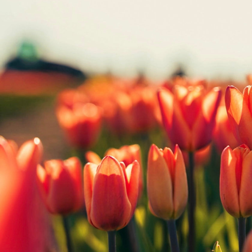 Tulip Experience Paint and Sip at JP Niagara Tulip Farm | Sunday 3rd May 2026