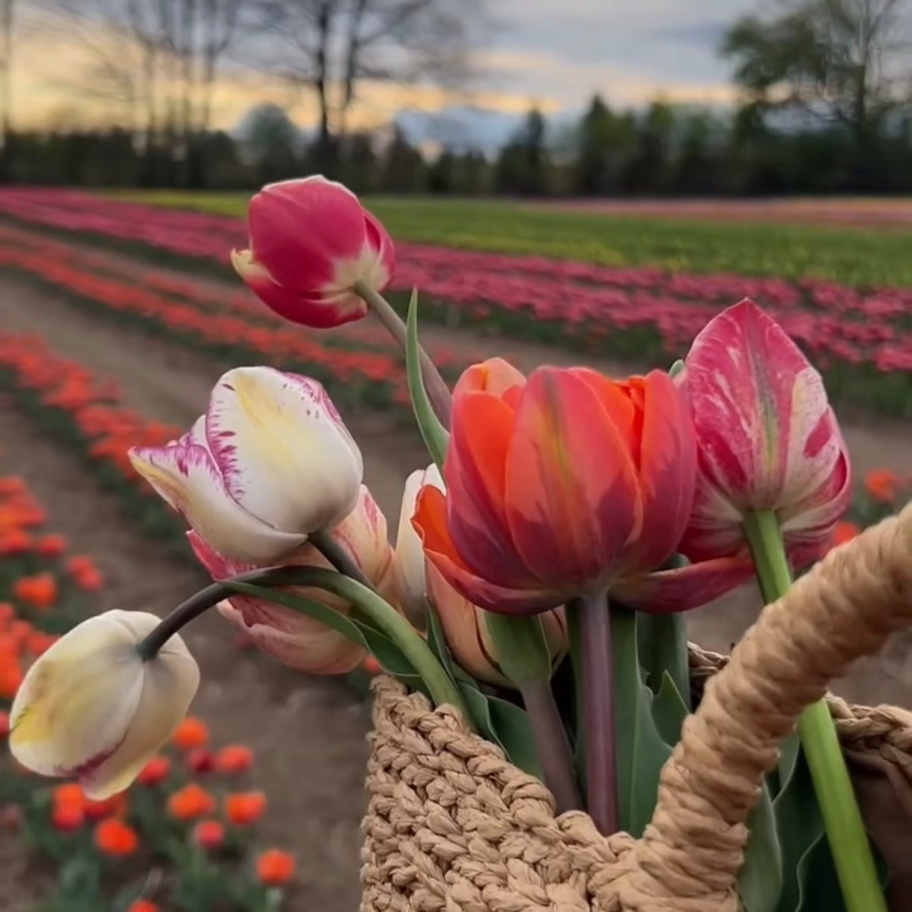 Golden Hour Tulip Field Paint & Sip Experience at JP Niagara Tulip Farm | Saturday May 2, 2026