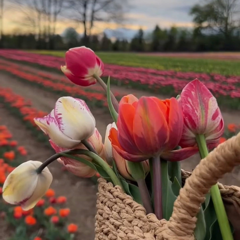 Golden Hour Tulip Field Paint & Sip Experience at JP Niagara Tulip Farm | Saturday May 2, 2026
