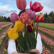 Golden Hour Tulip Field Paint & Sip Experience at JP Niagara Tulip Farm | Saturday May 2, 2026