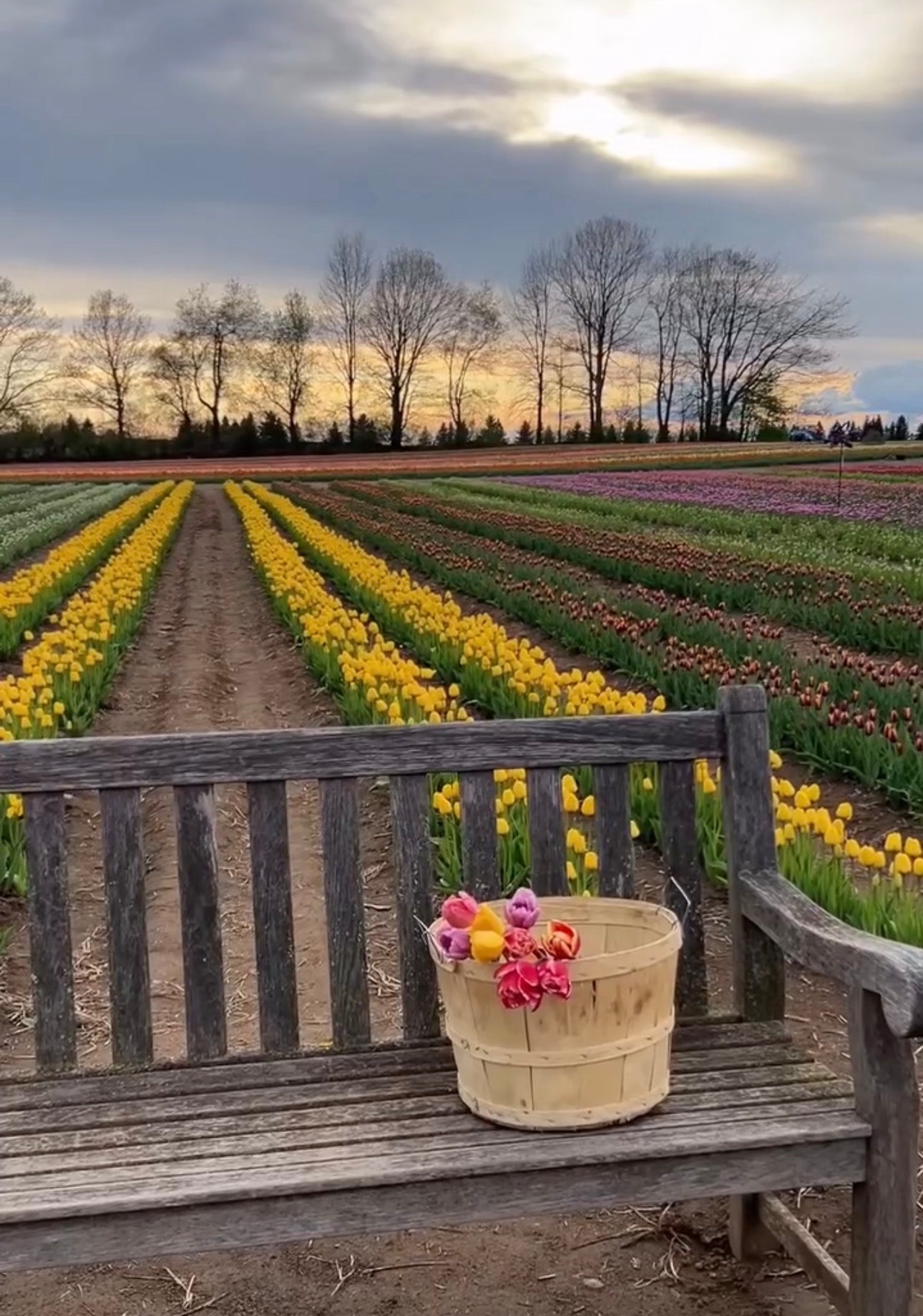 Tulip Experience Paint and Sip at JP Niagara Tulip Farm | Sunday 3rd May 2026