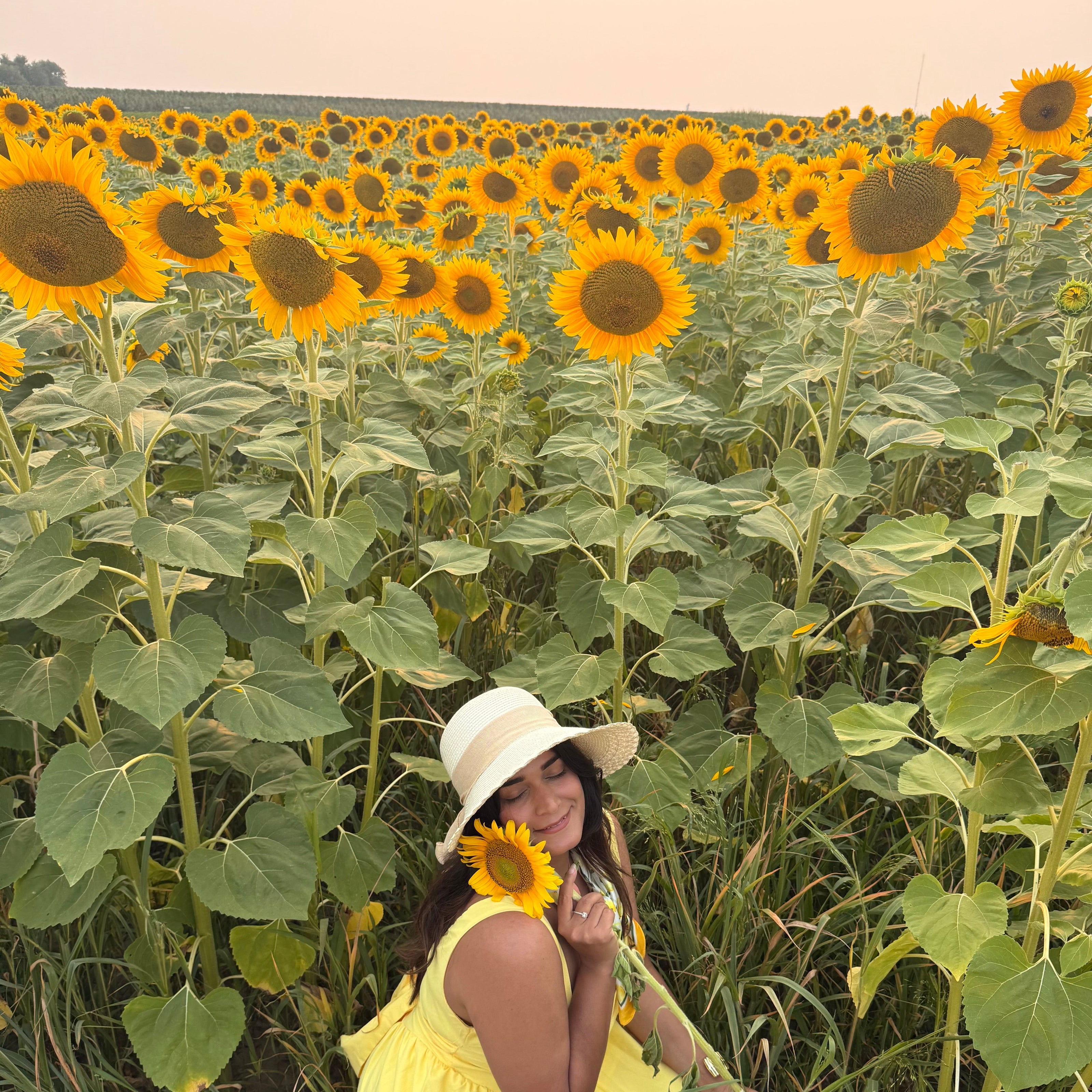 Sunflowers Sunset Paint Party at Pingle’s Farm, 9th August Saturday 5:30 Pm to 8:00 Pm