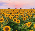 Sunflower Farm Paint & Sip Brunch at The Sunflower Farm – Aug 23rd, 10:00 Am