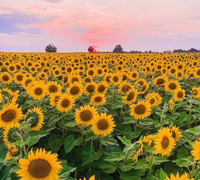Sunflower Farm Paint & Sip Brunch at The Sunflower Farm – Aug 23rd, 10:00 Am