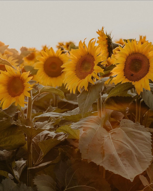 Sunflower Farm Paint & Sip Brunch at The Sunflower Farm – Aug 23rd, 10:00 Am