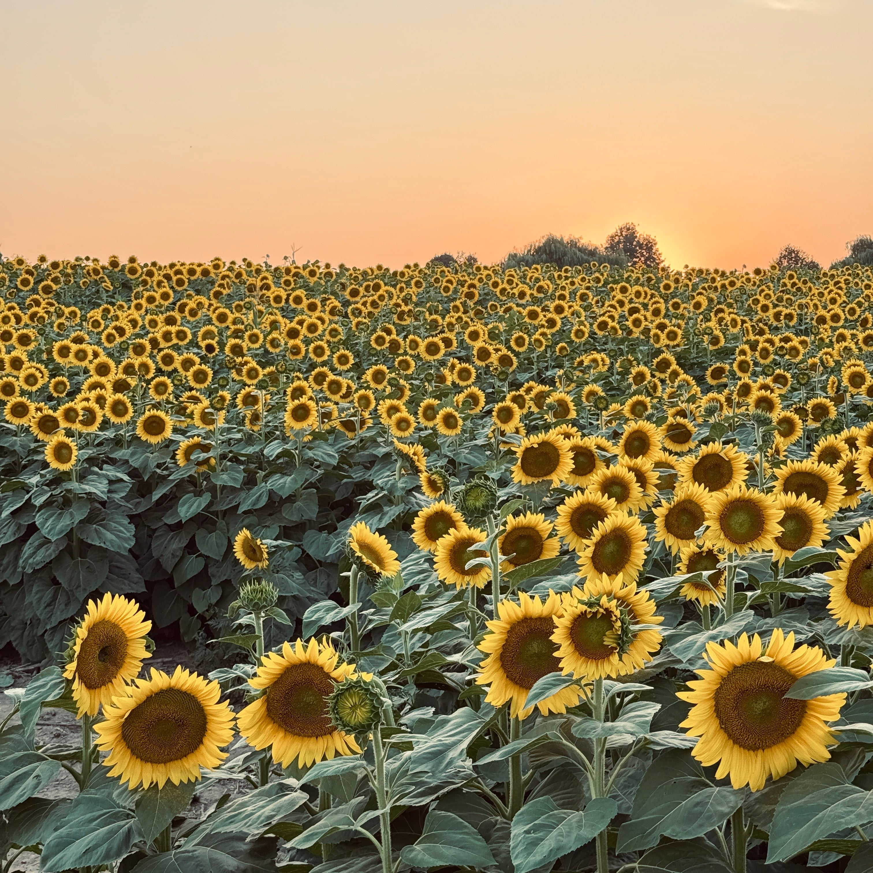Sunflowers Sunset Paint Party at Pingle’s Farm, 9th August Saturday 5:30 Pm to 8:00 Pm