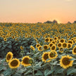 Sunflowers Sunset Paint Party at Pingle’s Farm, 9th August Saturday 5:30 Pm to 8:00 Pm