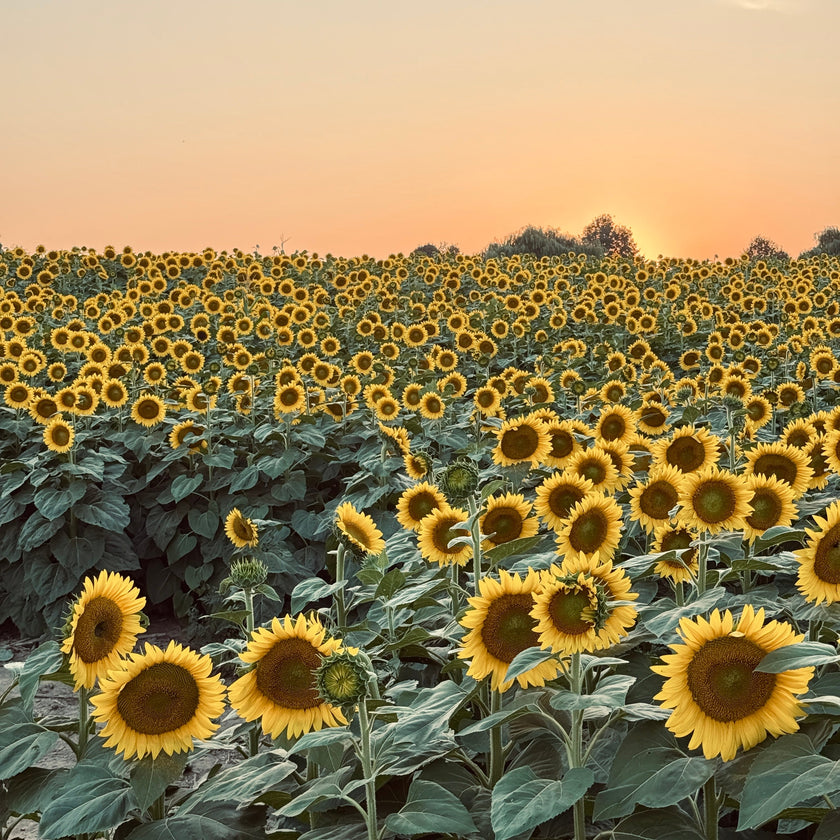 Sunflowers Sunset Paint Party at Pingle’s Farm, 9th August Saturday 5:30 Pm to 8:00 Pm