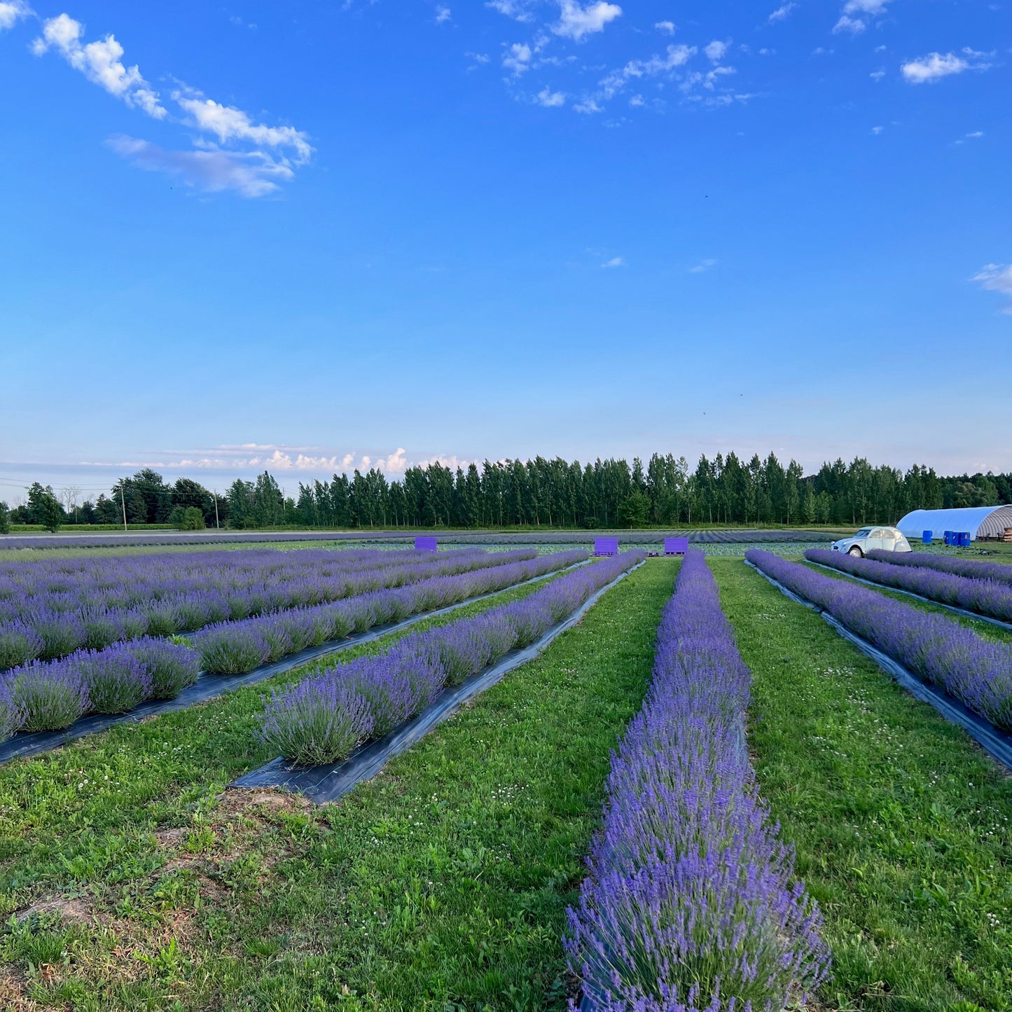💜 Lavender Dreams: Sunset Paint Party at Neob Lavender Farm| 29th June