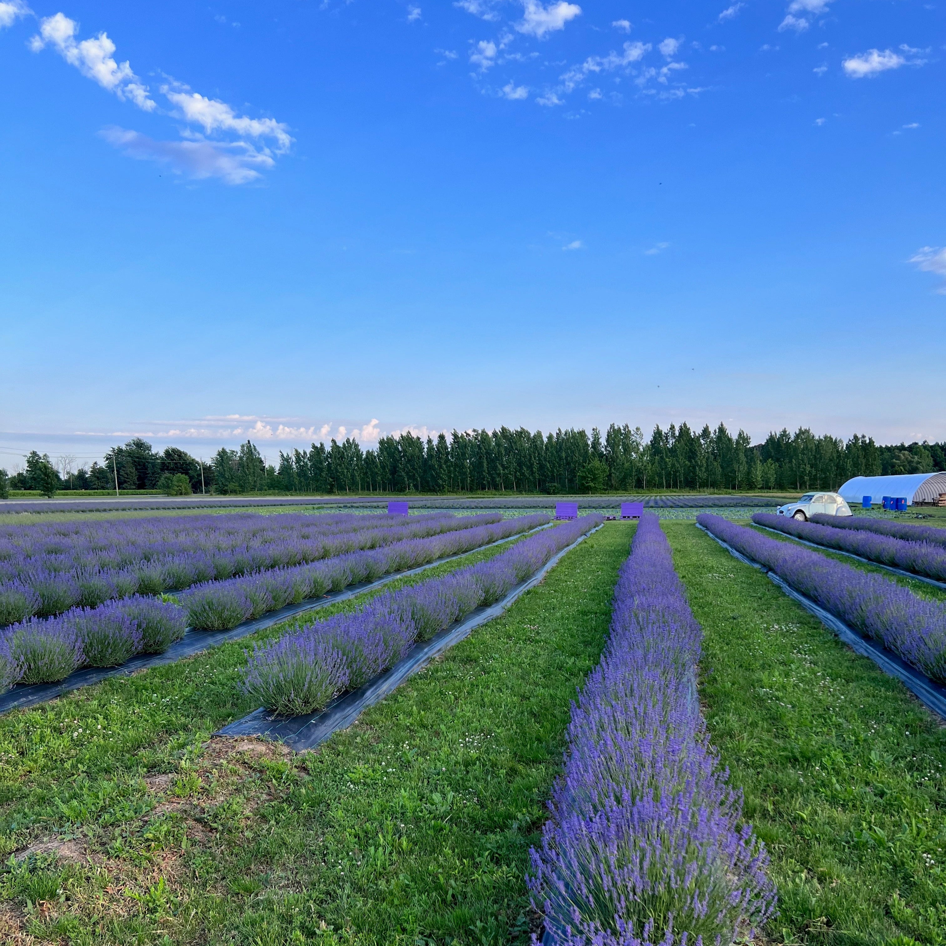 Lavender Dreams: Sunset Paint Party at Neob Lavender Farm, Niagara on the lake | 28th June