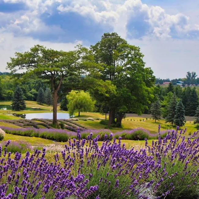 Lavender Field Sunset Paint & Sip at Tranquility Trail Farm Ontario| 19th July, 5:30 Pm - 7:30 Pm