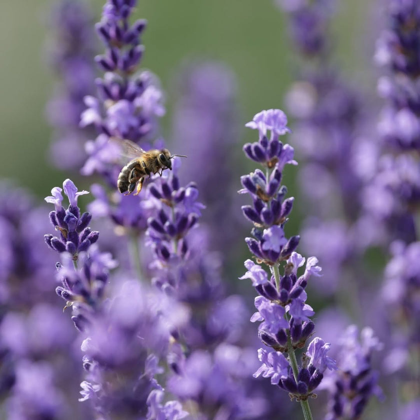 Lavender Field Sunset Paint & Sip at Tranquility Trail Farm Ontario, Saturday, July 5th 2026