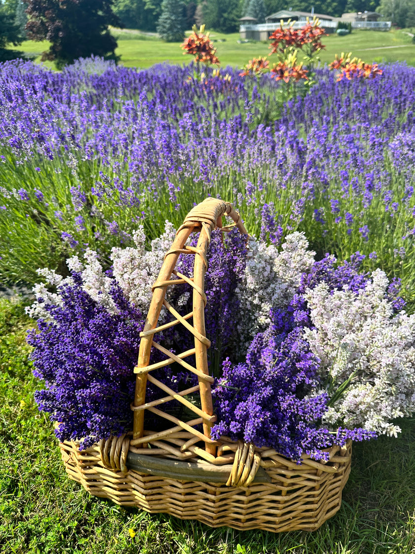 Lavender Field Sunset Paint & Sip at Tranquility Trail Farm Ontario, Saturday, July 5th 2026