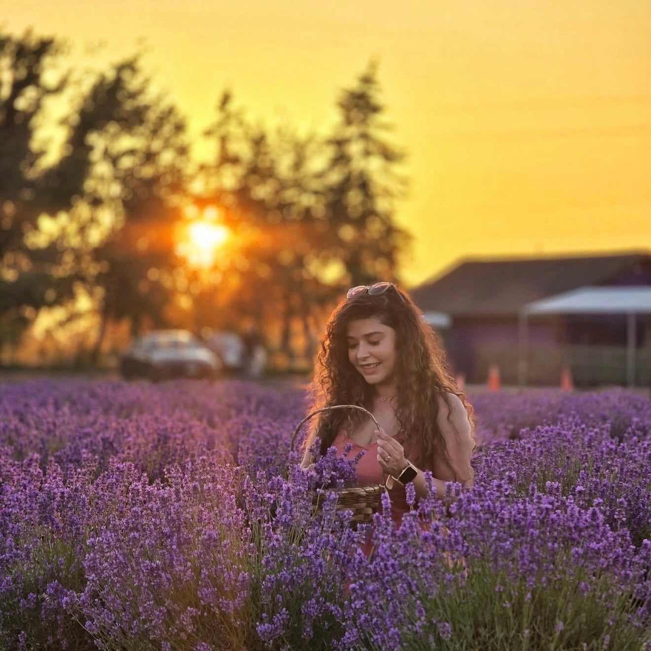 Lavender Dreams: Sunset Paint Party at Neob Lavender Farm, Niagara on the lake | 28th June