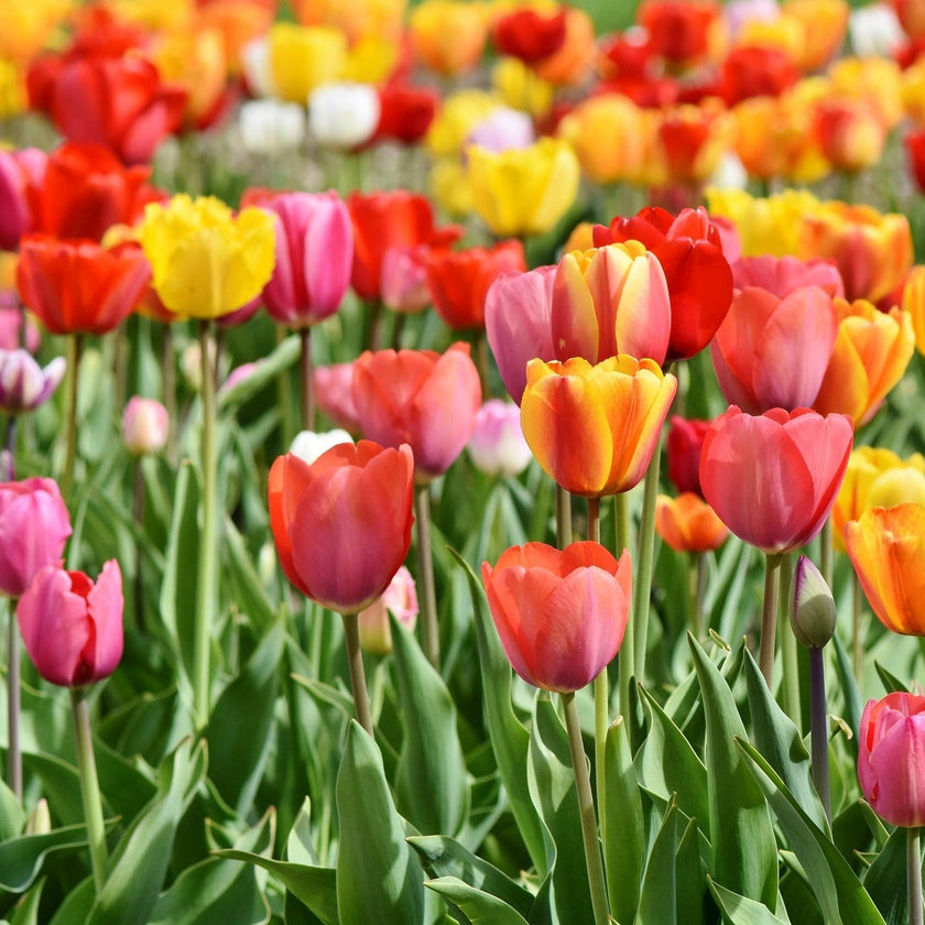 Field of colorful tulips in red, yellow, and pink.