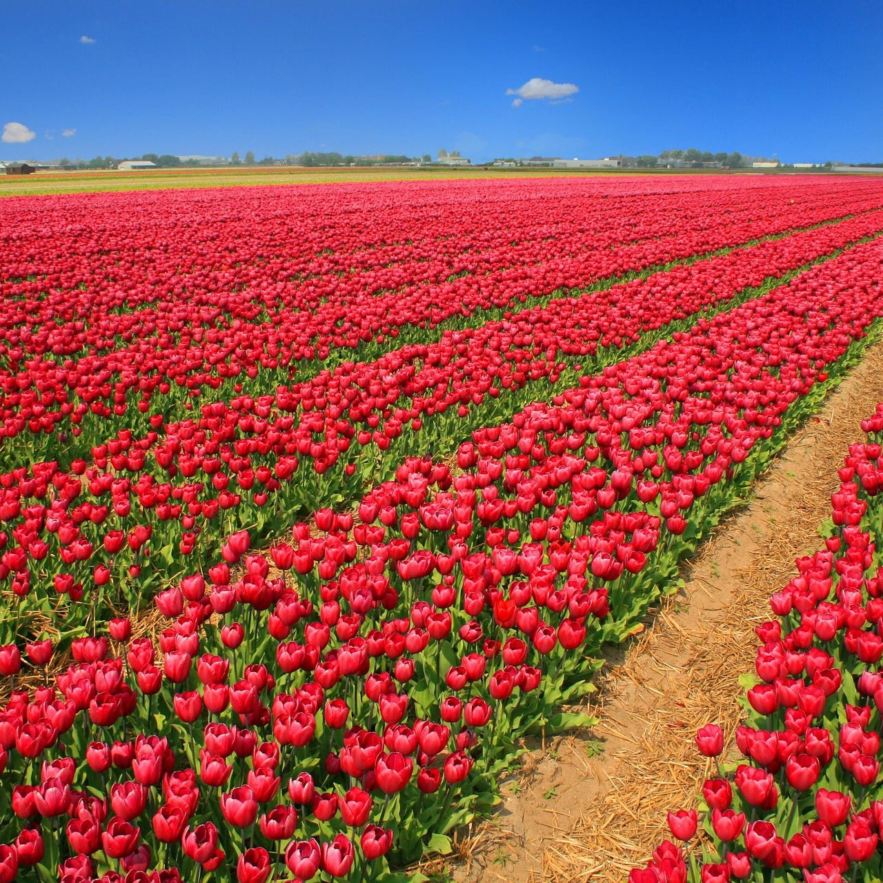 Large field of red tulips under a clear blue sky