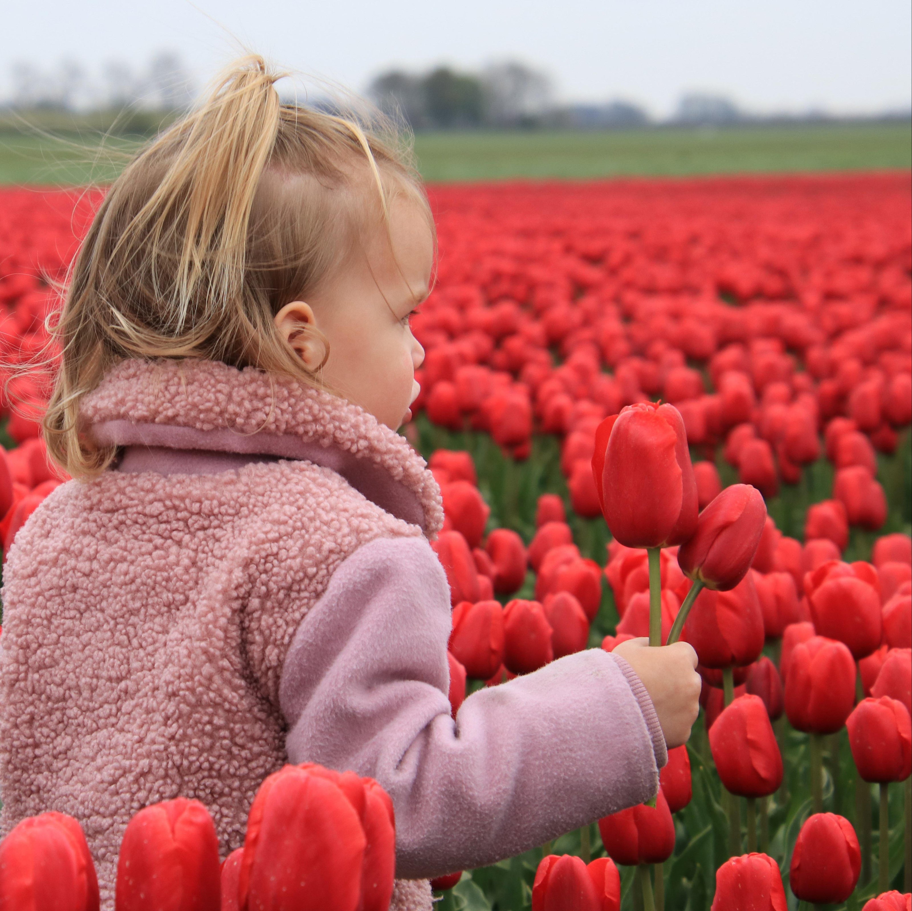 Child in a pink coat standing among red tulips in a field