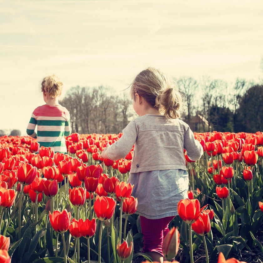 Two children standing in a field of red tulips with a clear sky.