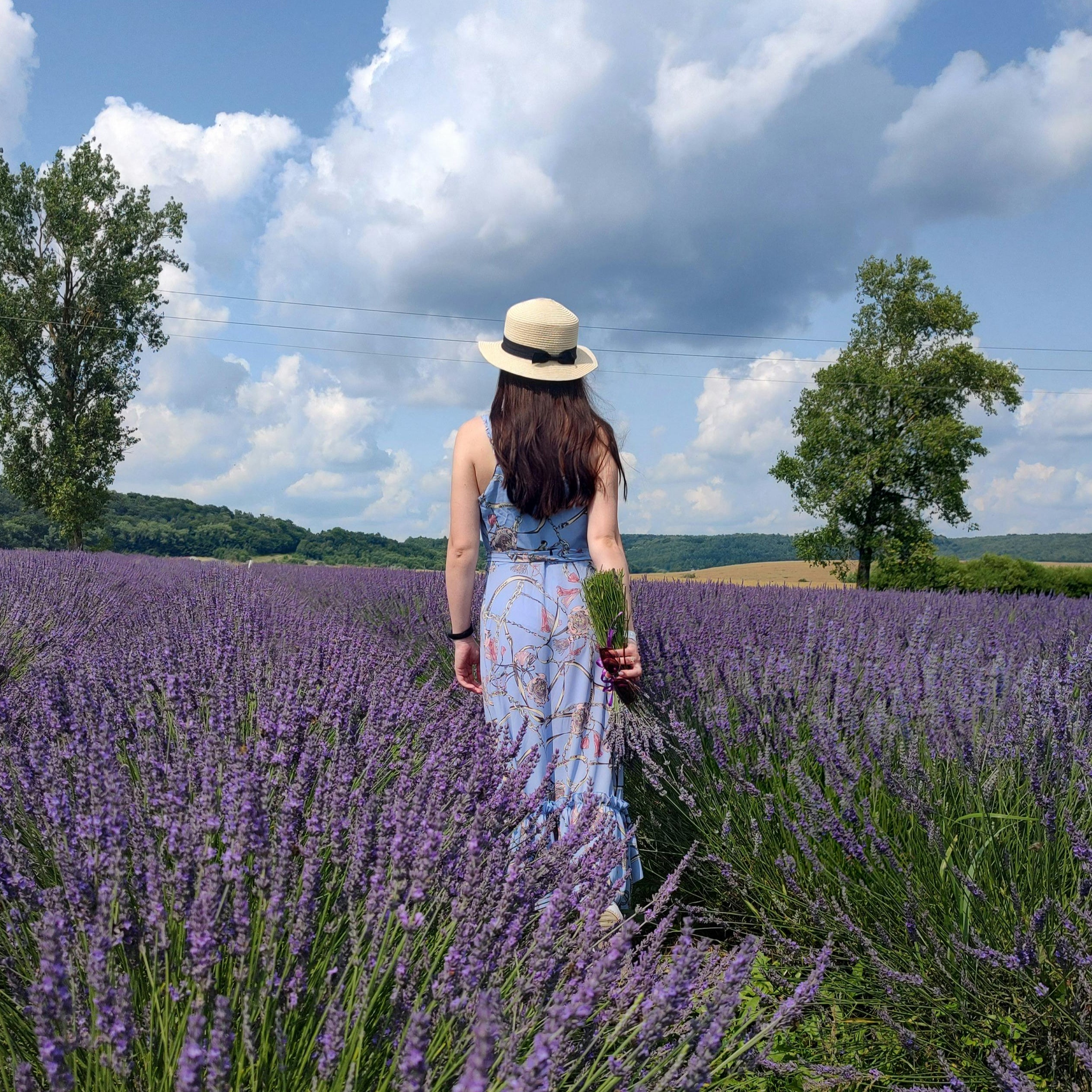 Lavender Dreams: Sunset Paint Party at Neob Lavender Farm, Niagara on the lake | 28th June
