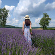 Lavender Dreams: Sunset Paint Party at Neob Lavender Farm, Niagara on the lake | 28th June
