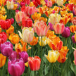Tulip Experience Paint and Sip at JP Niagara Tulip Farm | Sunday 3rd May 2026