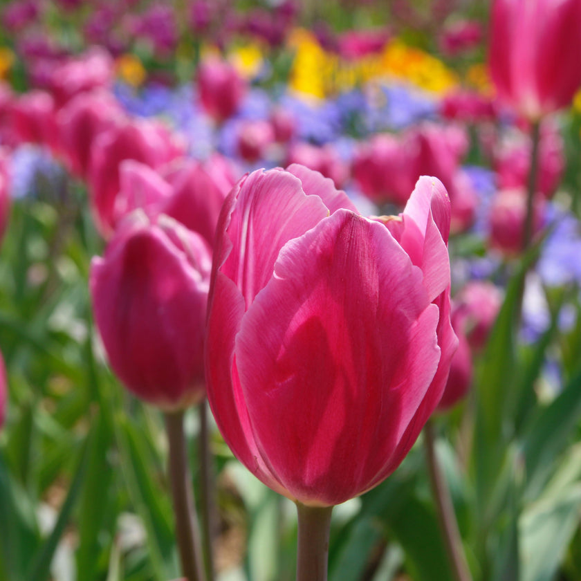 Tulip Experience Paint and Sip at JP Niagara Tulip Farm | Sunday 3rd May 2026