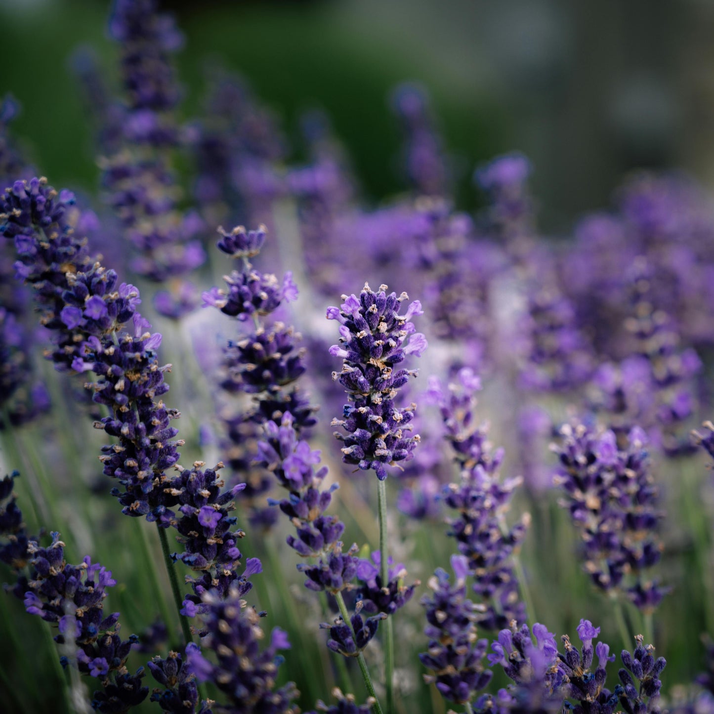 💜 Lavender Dreams: Sunset Paint Party at Neob Lavender Farm| 29th June