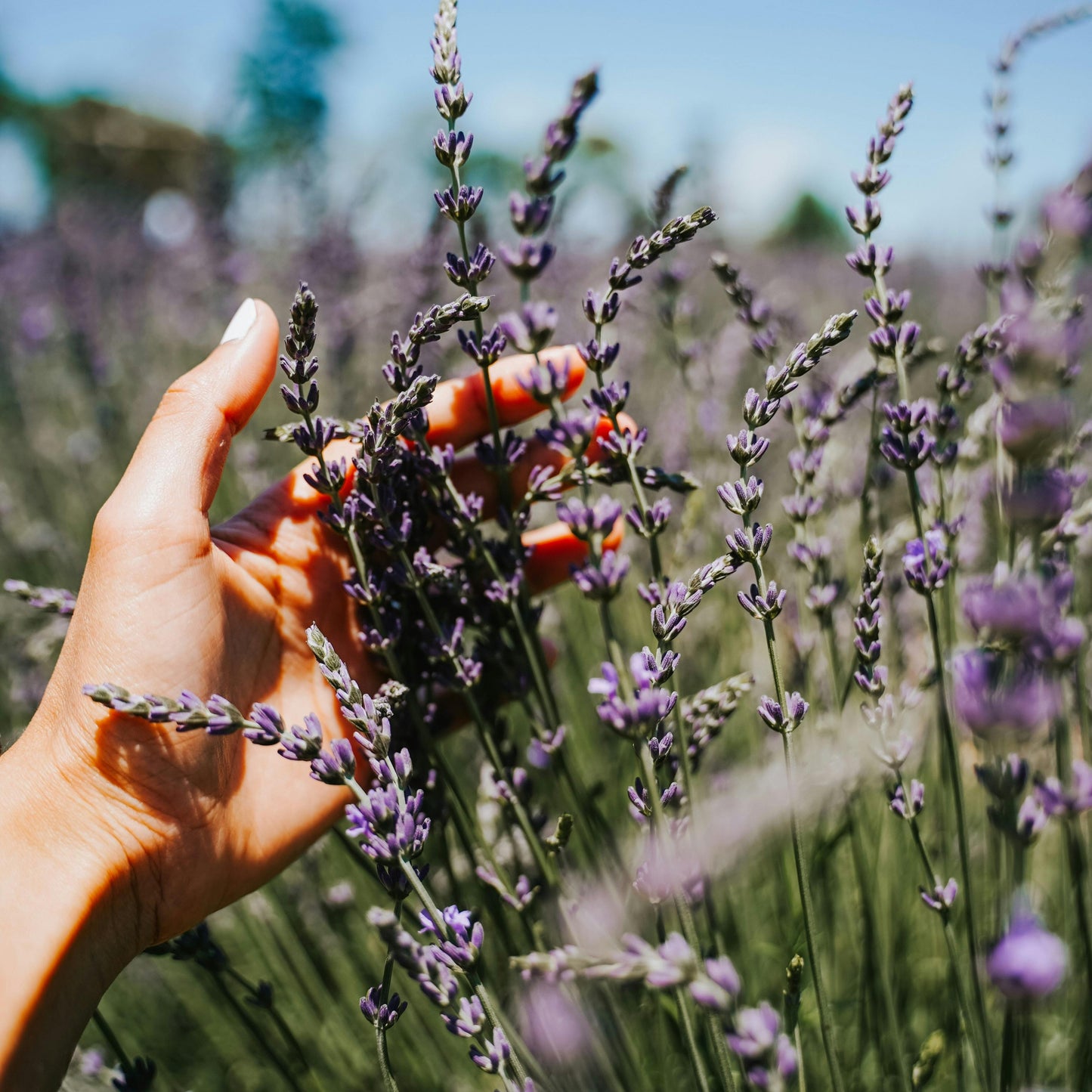 💜 Lavender Dreams: Sunset Paint Party at Neob Lavender Farm| 29th June