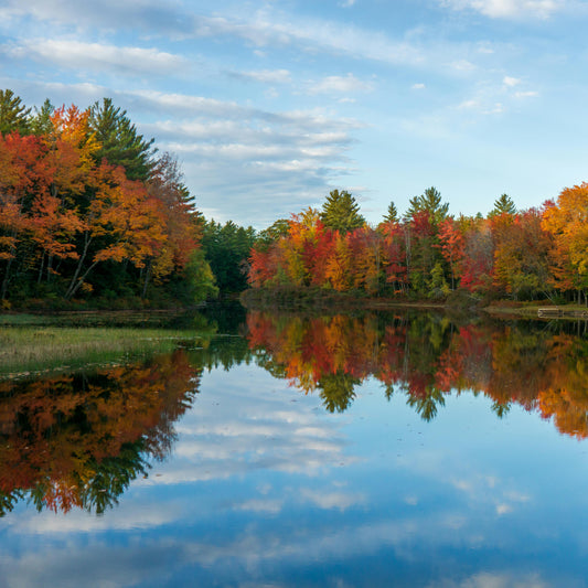 Autumn landscape with trees reflecting in a calm lake