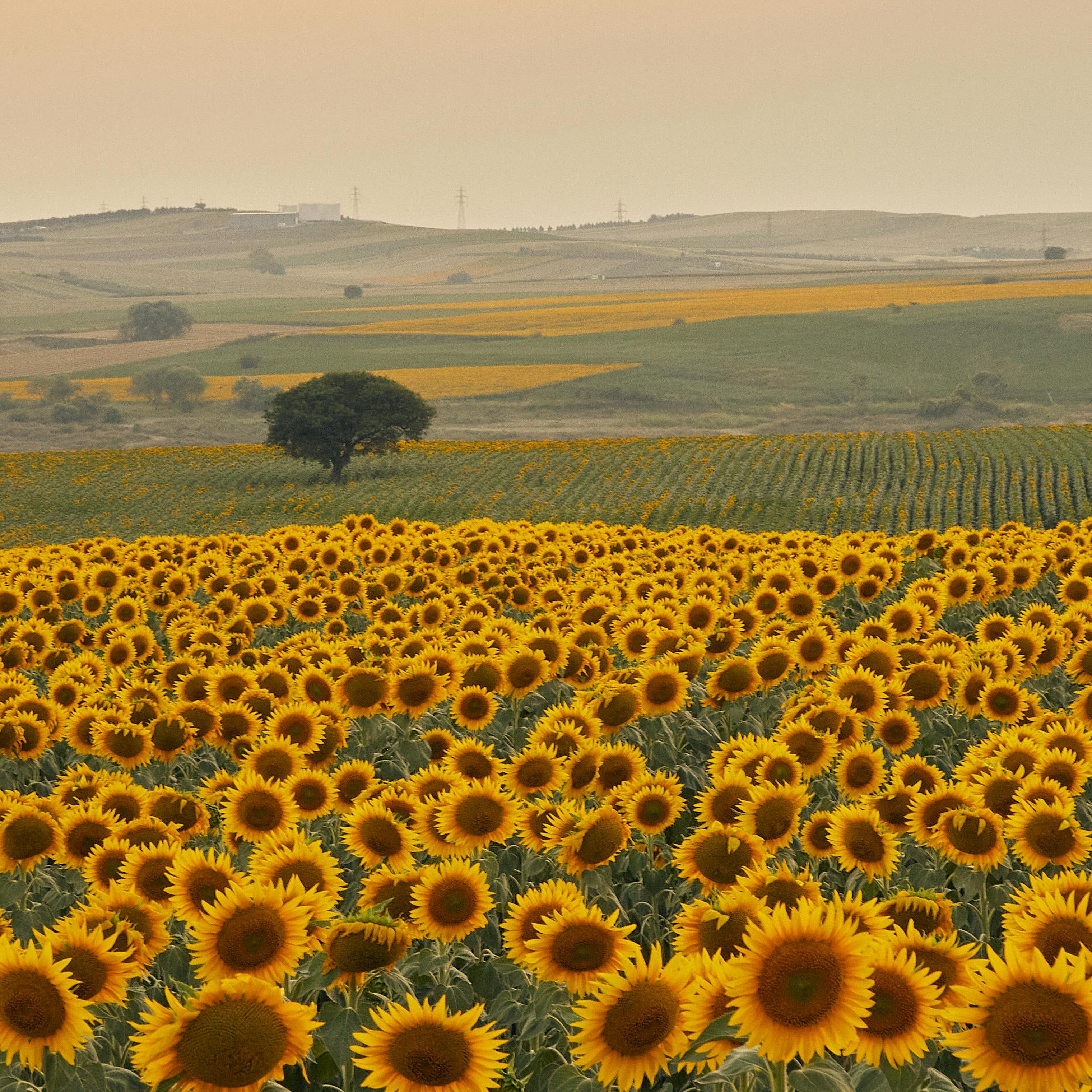 Sunset Sunflower Paint & Sip at Campbell's Cross Farm | 8th August, 5:30 Pm - 8:00 Pm