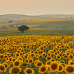 Sunset Sunflower Paint & Sip at Campbell's Cross Farm | 8th August, 5:30 Pm - 8:00 Pm