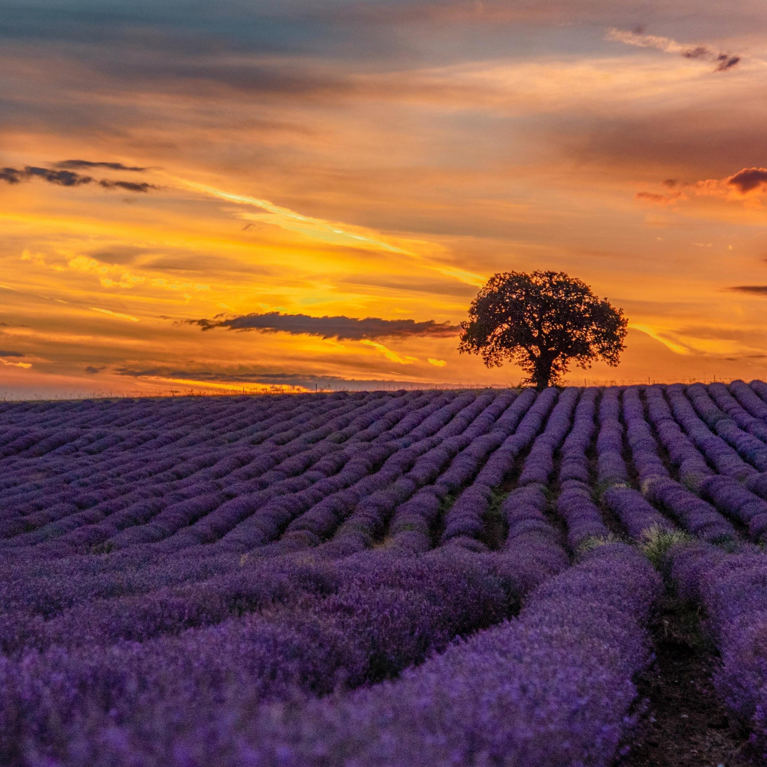 Lavender Dreams: Sunset Paint Party at Neob Lavender Farm, Niagara on the lake | 28th June