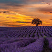 Lavender Dreams: Sunset Paint Party at Neob Lavender Farm, Niagara on the lake | 28th June
