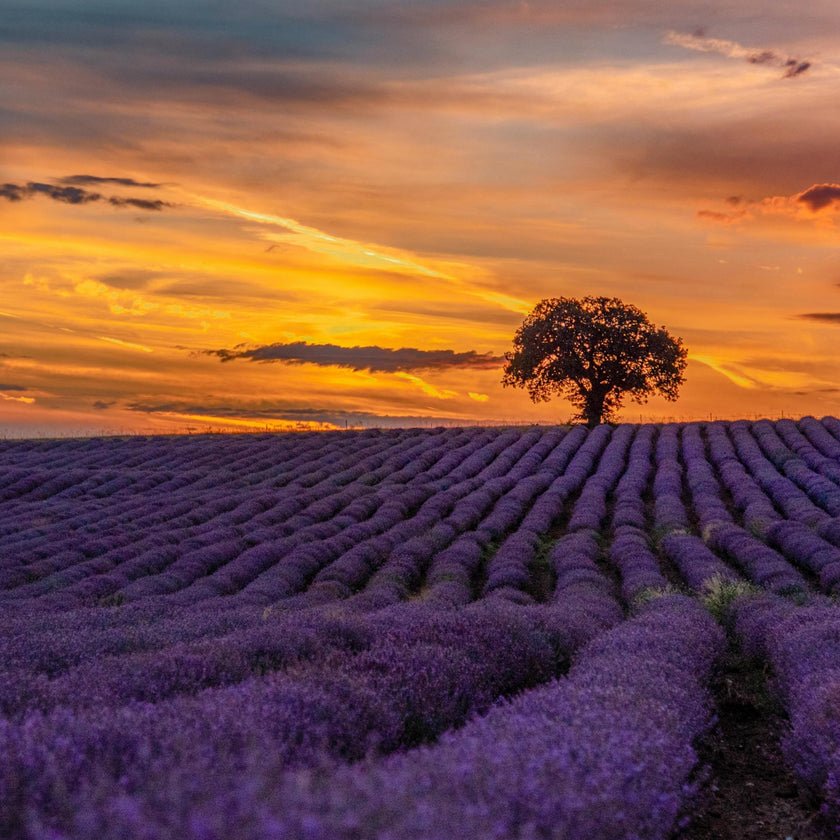 Lavender Dreams: Sunset Paint Party at Neob Lavender Farm, Niagara on the lake | 28th June